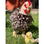 98e77b457f6e56b3bfdade80fbc864c6