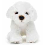 bichon de plus