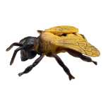 befeaac5cdc72ce47594fee250c571a4